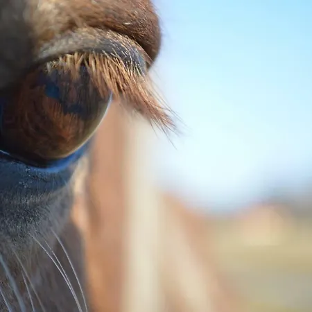 Siedlisko Błominko Gospodarstwo agroturystyczne *